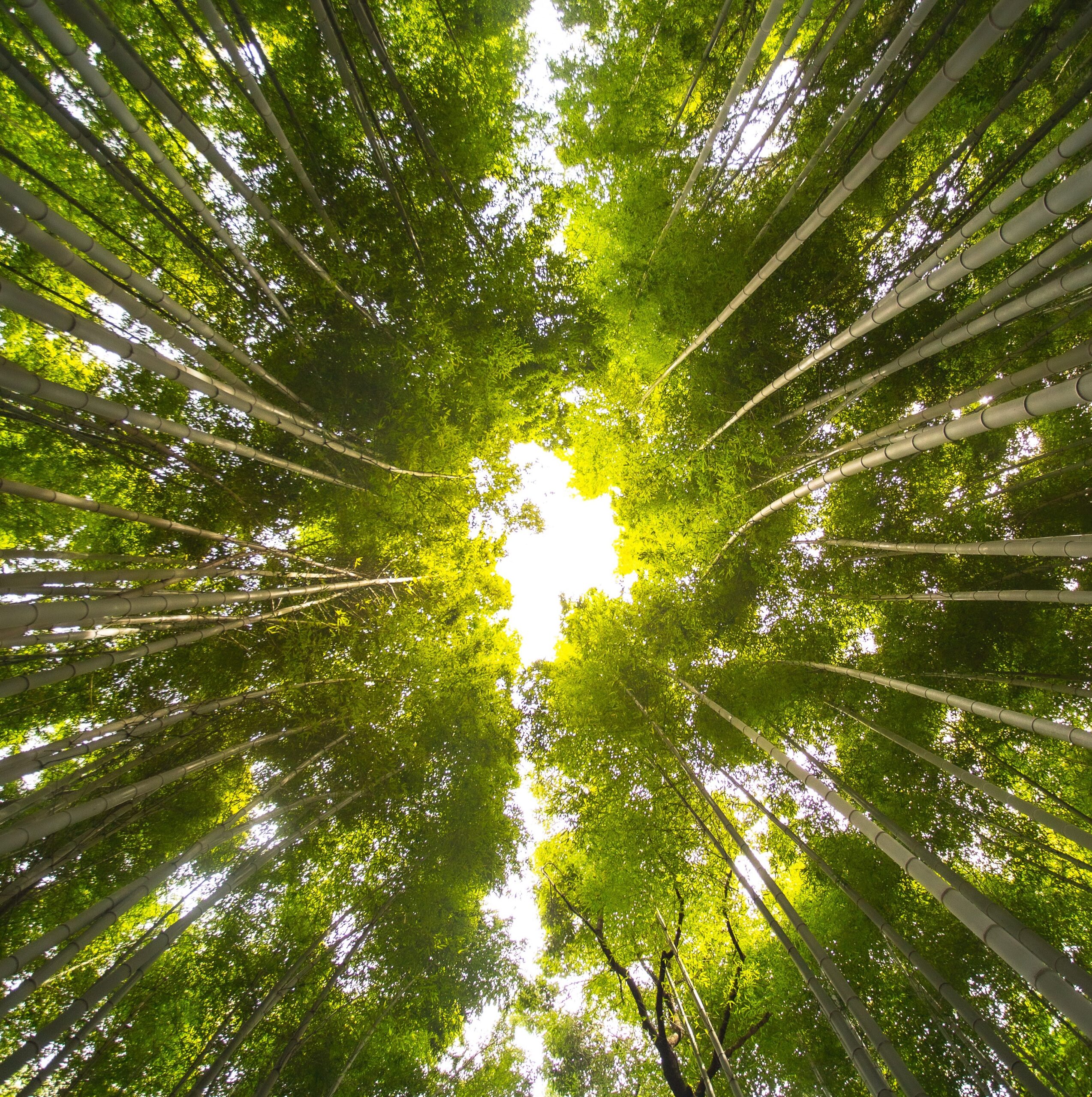 Nature silencieuse